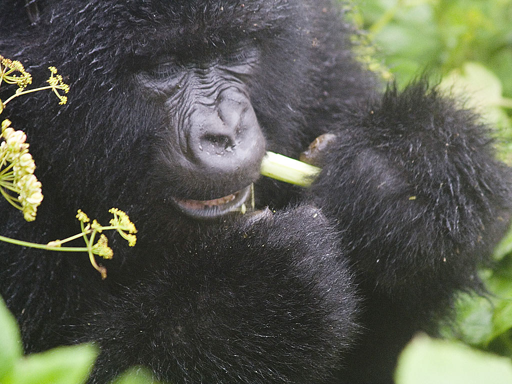 2025 Uganda Gorilla Trekking Permits – Cost Booking Rules More