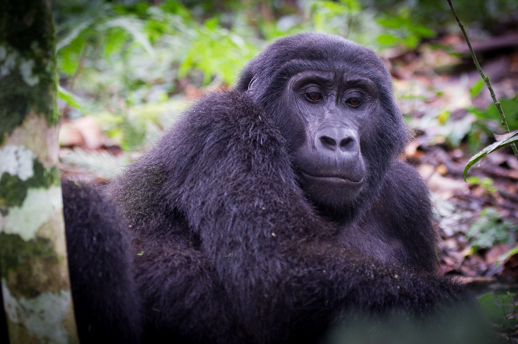 Africas Most Unforgettable Wildlife Adventure