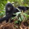 Best Time for Gorilla Trekking in Uganda