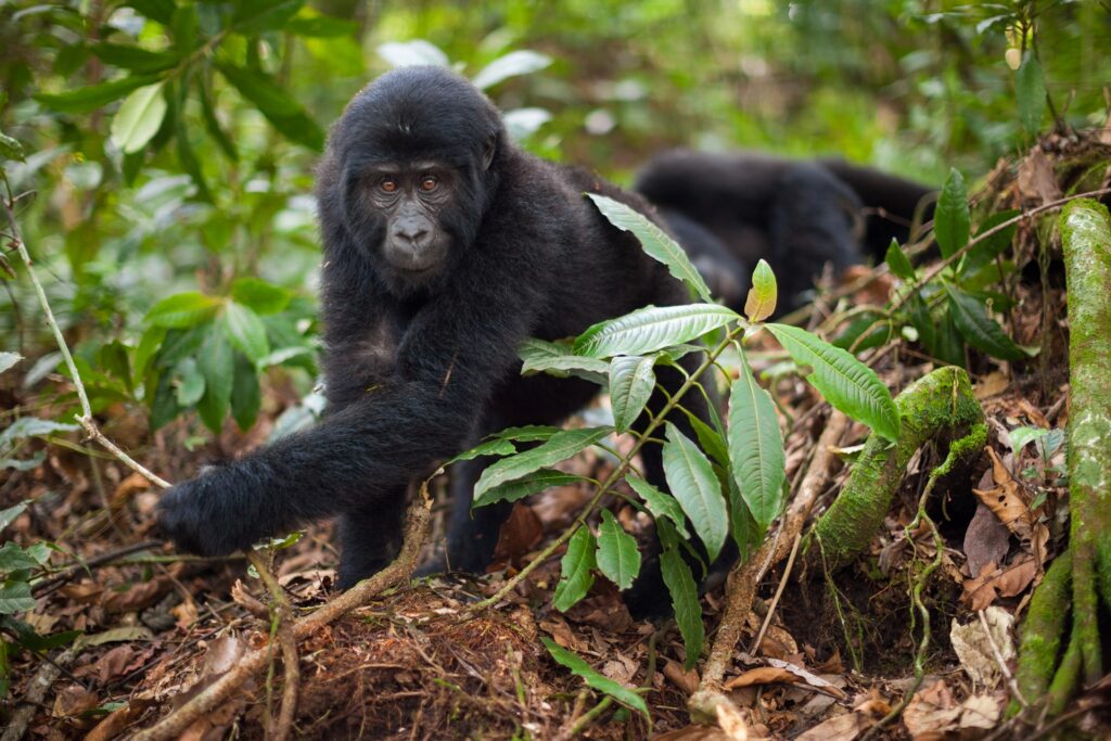 Best Time for Gorilla Trekking in Uganda