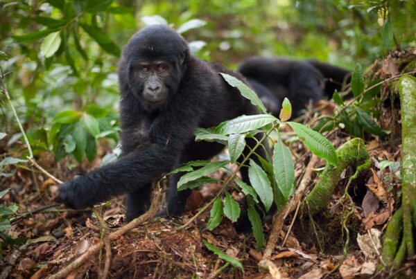 Best Time for Gorilla Trekking in Uganda