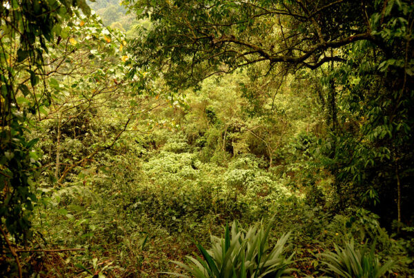 Bwindi Impenetrable Forest – Gorilla Trekking in Ugandas UNESCO Jungle