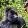 Gorilla Trekking Cost in Uganda
