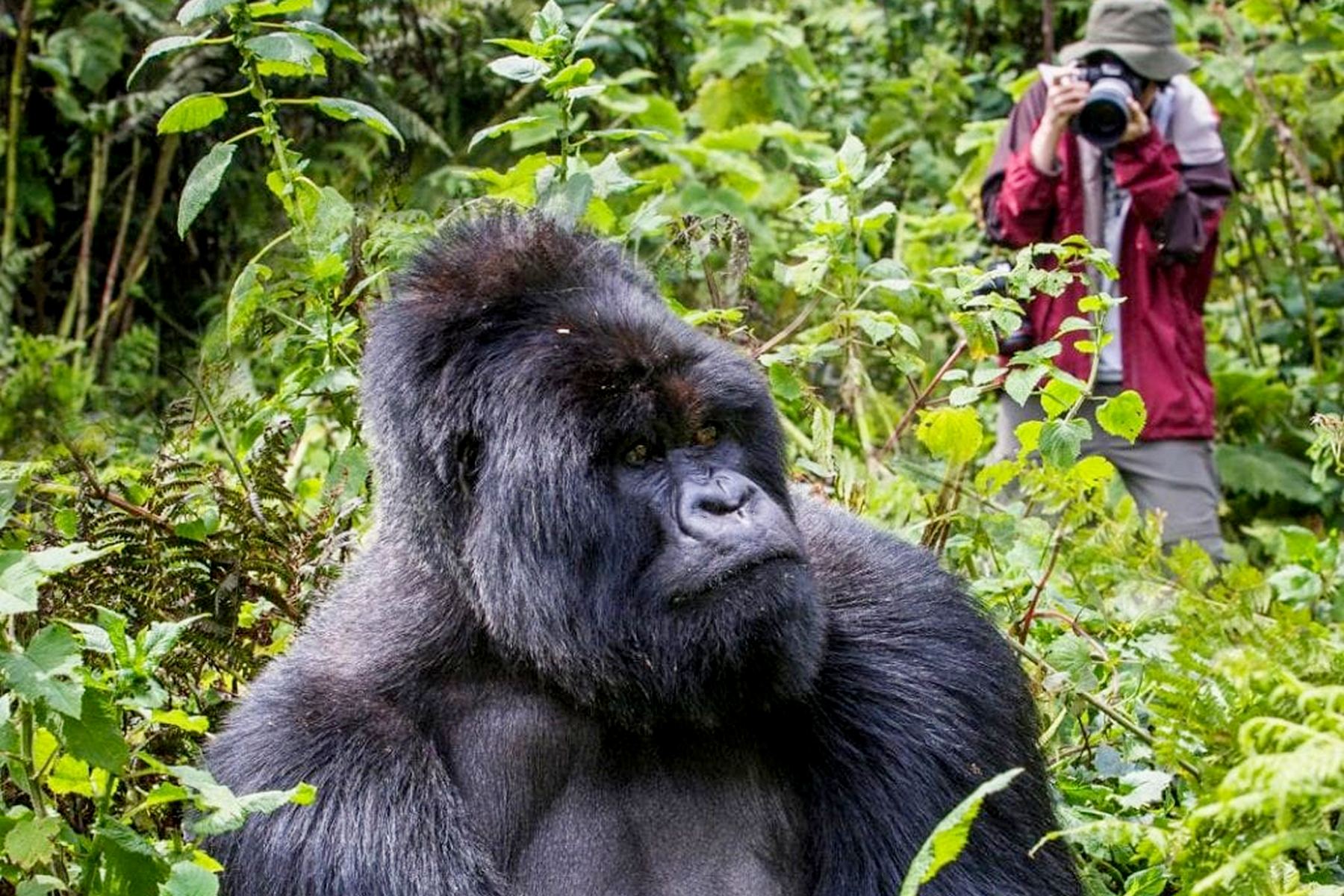 Gorilla Trekking Cost in Uganda – 2025 Permit, Safari & Budget Breakdown