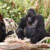 Gorilla Trekking Destinations in Uganda