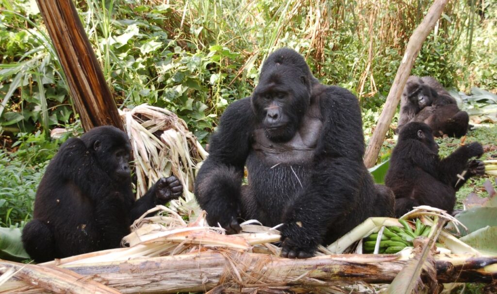 Gorilla Trekking Destinations in Uganda