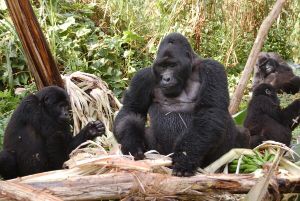 Gorilla Trekking Destinations in Uganda