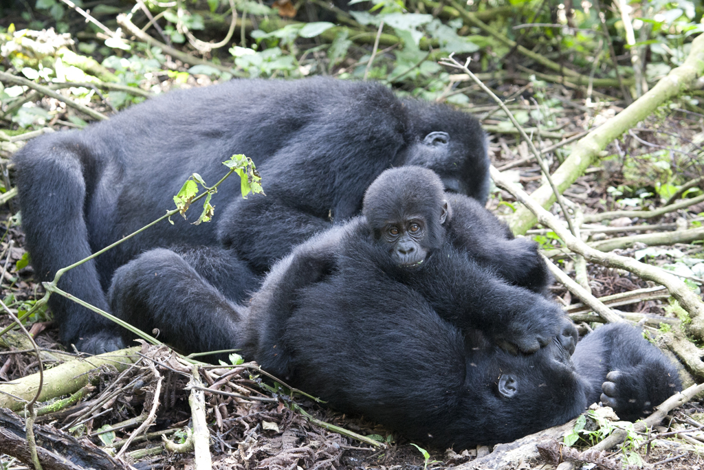Gorilla Trekking in Uganda Is Africas Most Unforgettable Wildlife Adventure