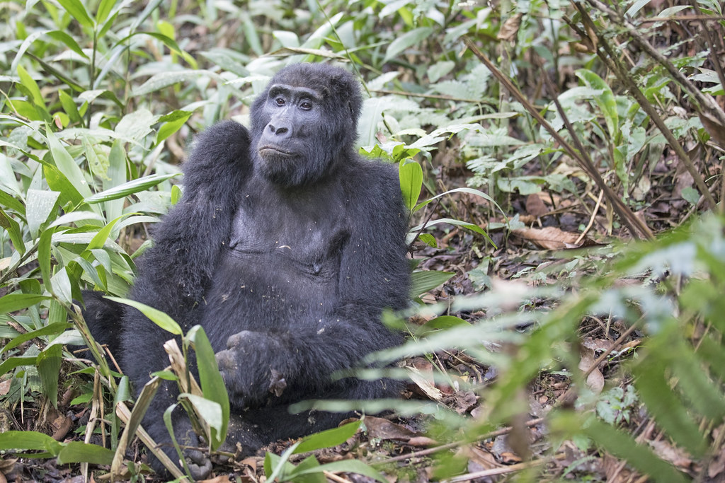 Gorilla Trekking in Ugandas UNESCO Jungle