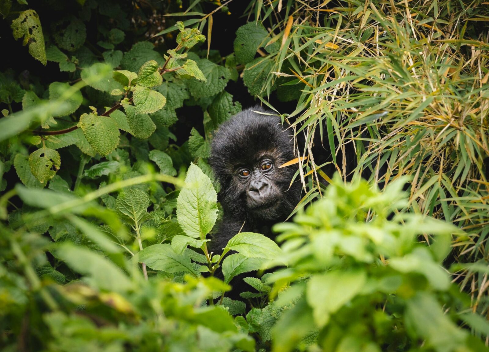 Mgahinga Gorilla National Park – Uganda’s Hidden Gem for Gorilla Trekking 2025