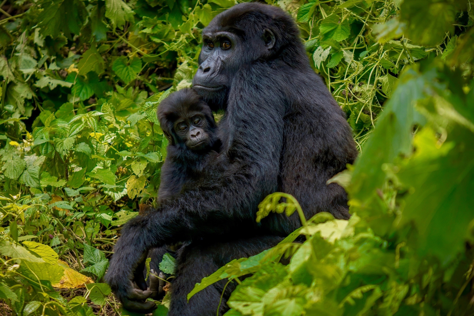 Uganda Gorilla Trekking Permit 2025 – Cost Booking Availability Guide