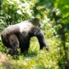 What to Expect on a Gorilla Trek in Uganda