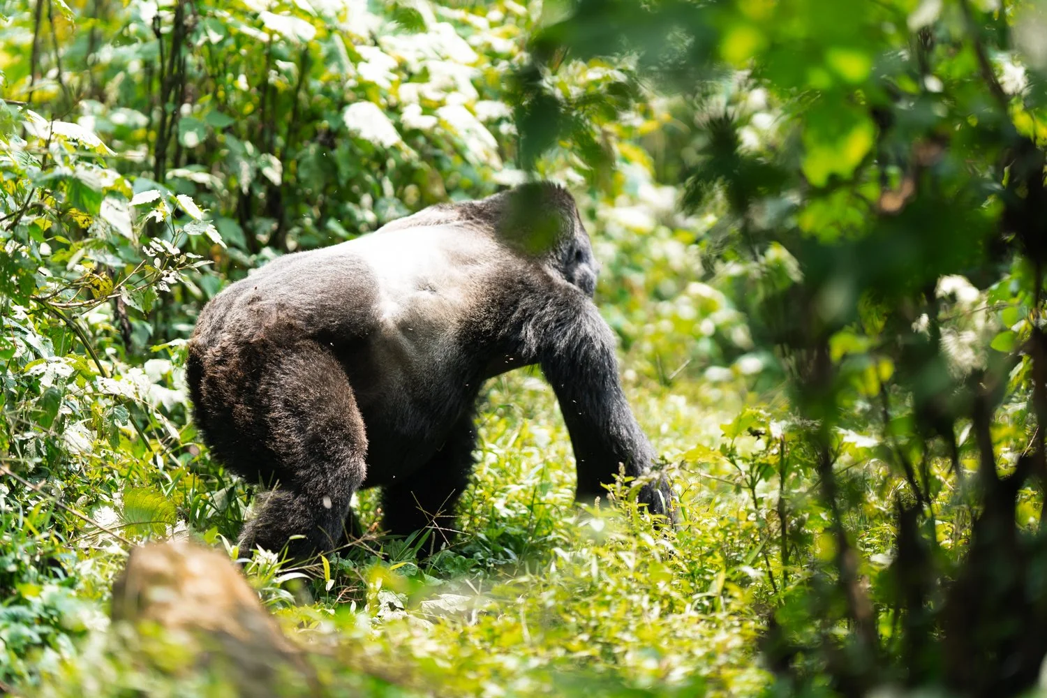 What to Expect on a Gorilla Trek in Uganda – Full 2025 Experience Guide