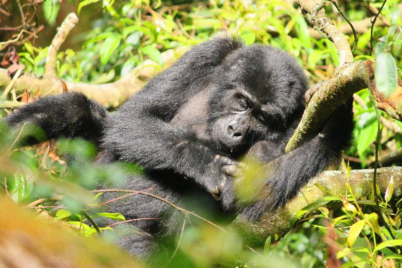 Why Gorilla Trekking in Uganda Is Africas Most Unforgettable Wildlife Adventure