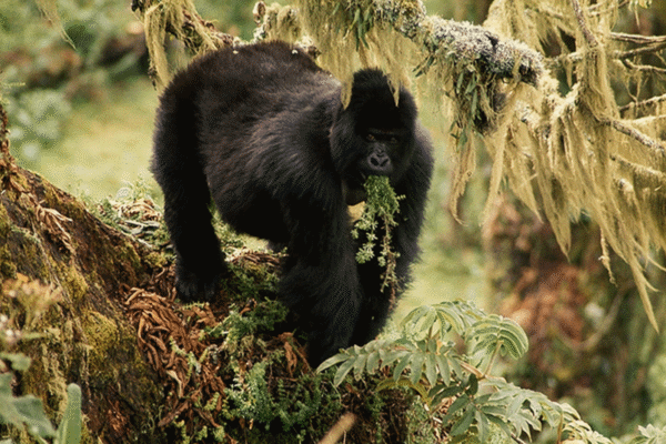 ugandagorillatrekking (2)
