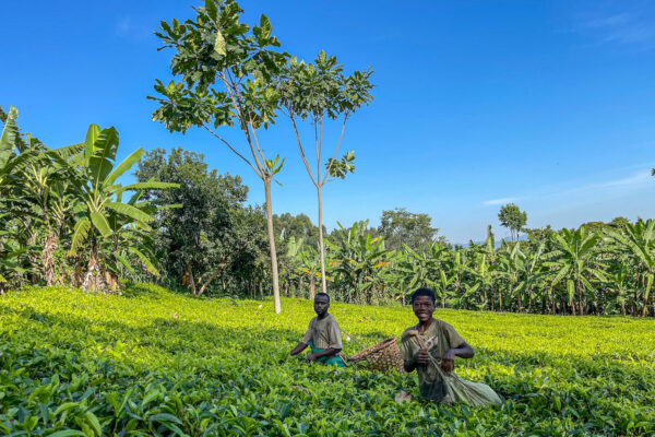 ugandagorillatrekking (3)