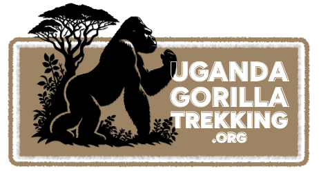 Gorilla Trekking In Uganda