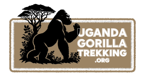 Gorilla Trekking In Uganda