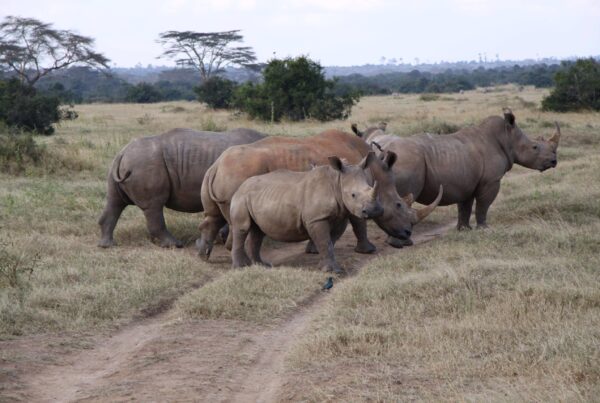 1 Day Rhino Trekking Safari