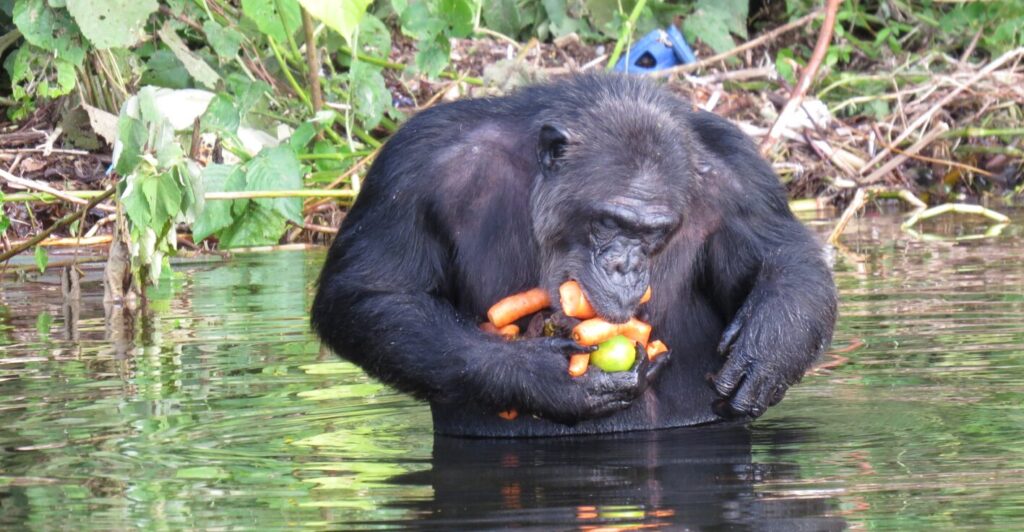 3-Day Ngamba Island Chimpanzee