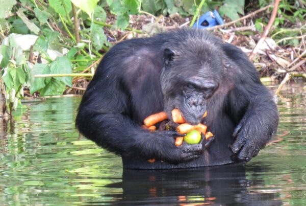 3-Day Ngamba Island Chimpanzee