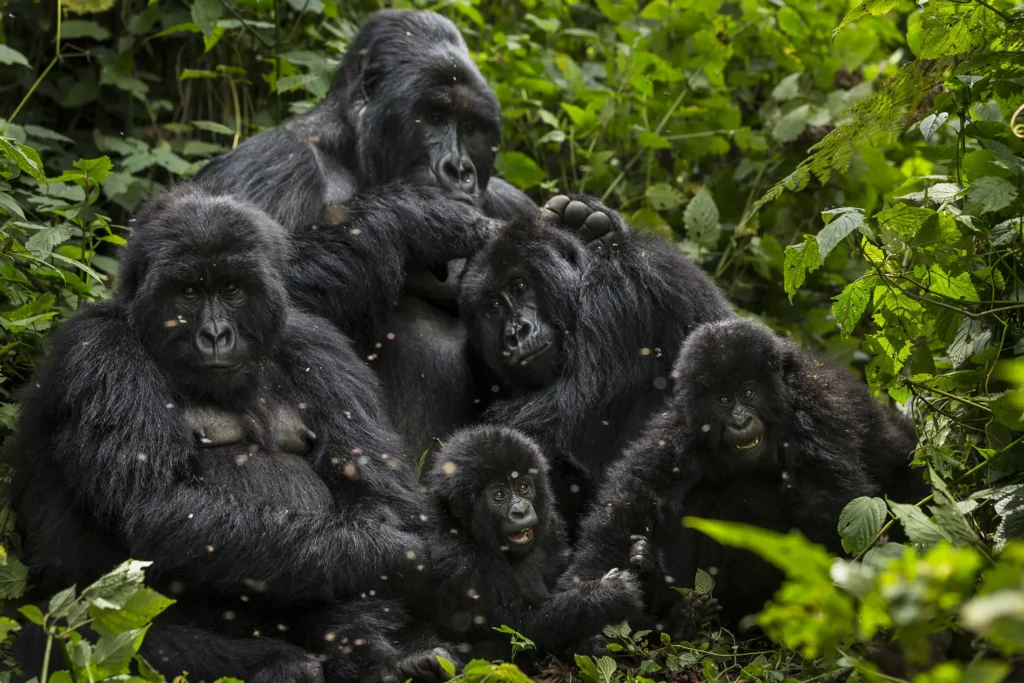 3-Day Uganda Wildlife and Cycling Safar