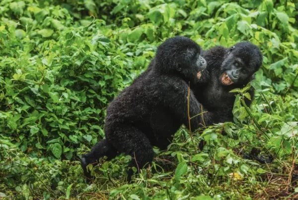 5-Day Uganda Primate Safari
