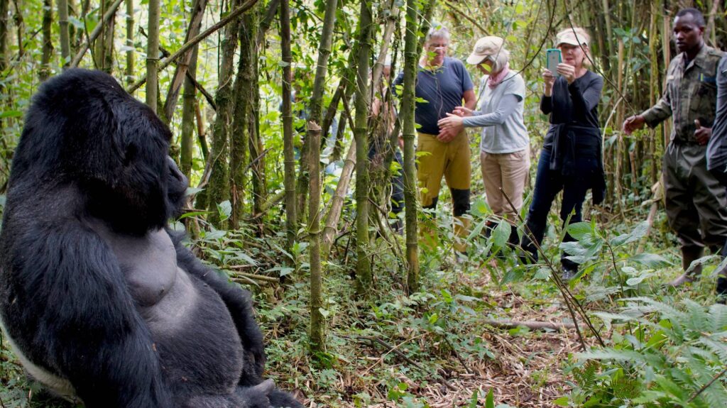 Activities to Complement Your Uganda Gorilla Safari