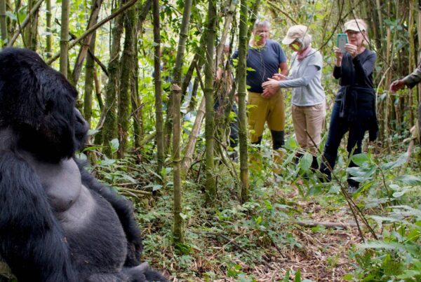 Activities to Complement Your Uganda Gorilla Safari