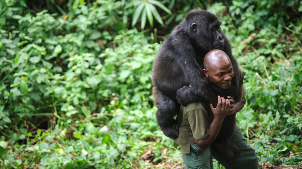 Why Travelers Fear Congo, But Marines Know the Thrill of This 5-Day Congo Gorilla Trekking and Nyiragongo Hike Adventure