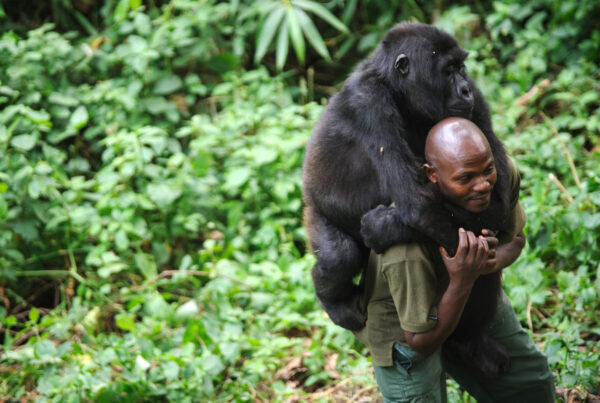 Why Travelers Fear Congo, But Marines Know the Thrill of This 5-Day Congo Gorilla Trekking and Nyiragongo Hike Adventure