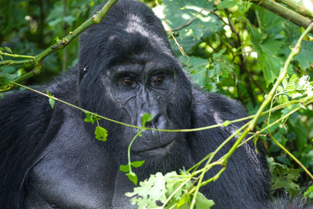Gorilla Myths