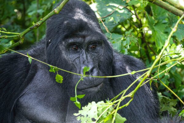 Gorilla Myths