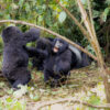 Gorillas and Their Fascinating Social Structures: The Heartbeat of the Forest