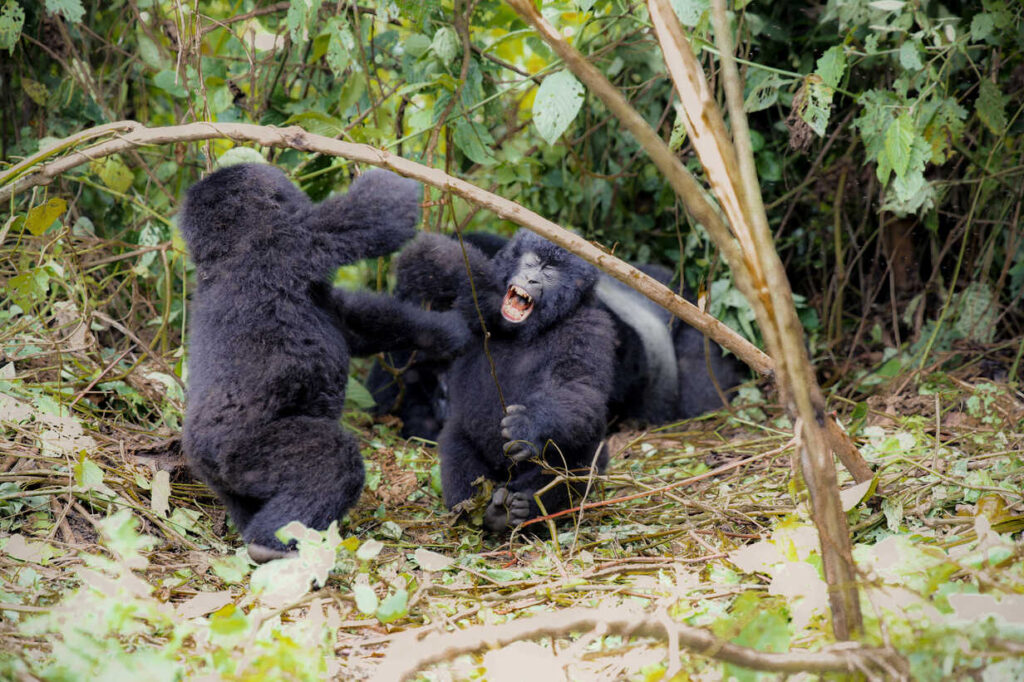 Gorillas and Their Fascinating Social Structures: The Heartbeat of the Forest