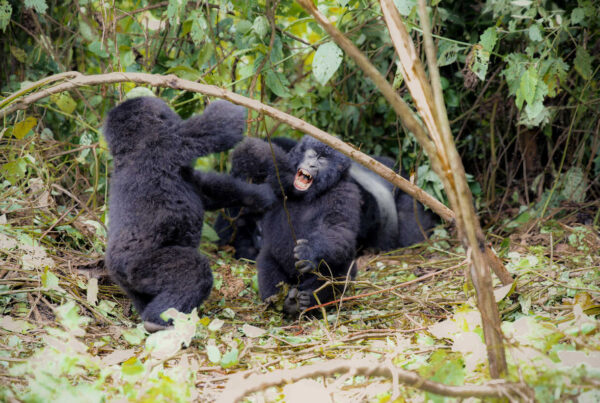 Gorillas and Their Fascinating Social Structures: The Heartbeat of the Forest