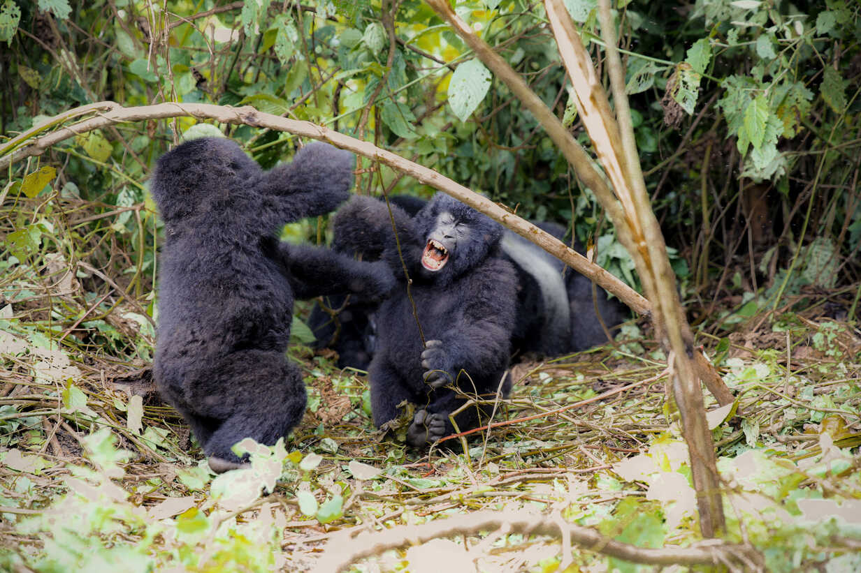 Gorillas and Their Fascinating Social Structures: The Heartbeat of the Forest