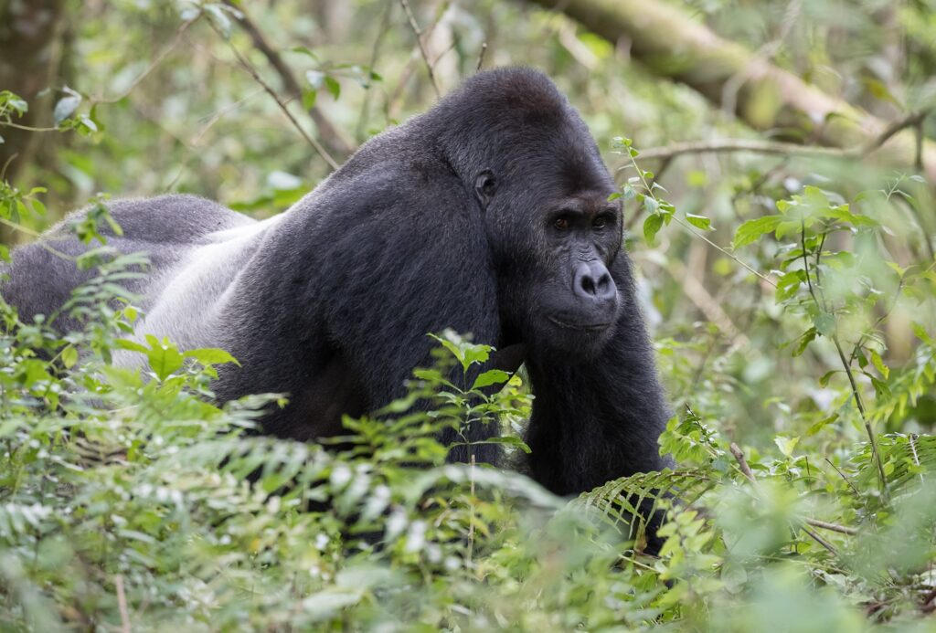 Gorillas in Popular Culture and Media