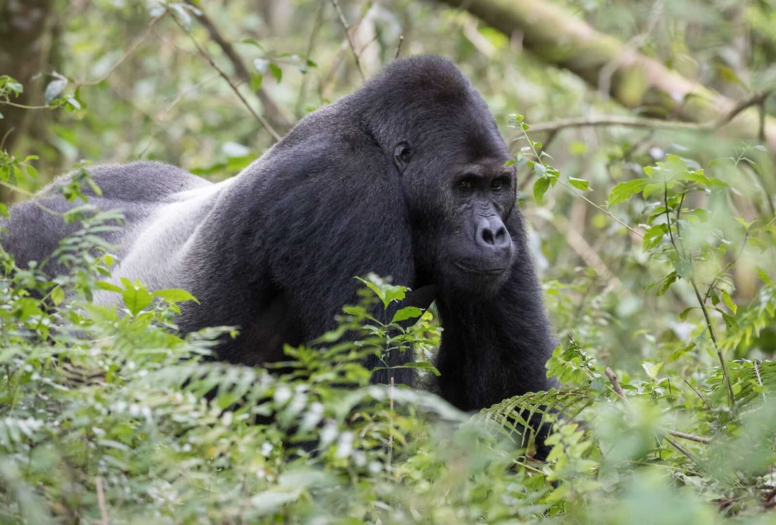 Gorillas in Popular Culture and Media: From Myth to Modern Day Icons