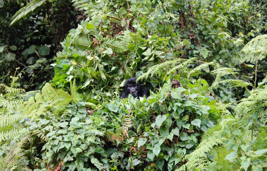 Is Gorilla Trekking Worth the Money