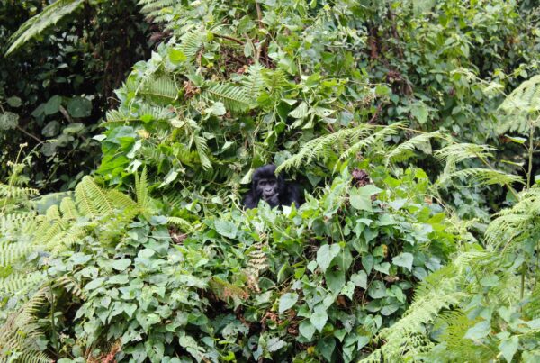 Is Gorilla Trekking Worth the Money