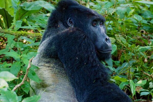 Silverback Gorilla Size Compared To Human 2