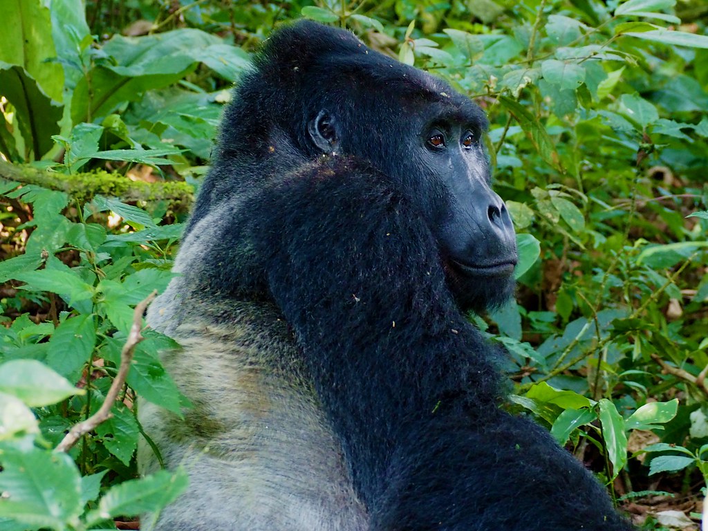 Silverback Gorilla Size Compared To Human 2
