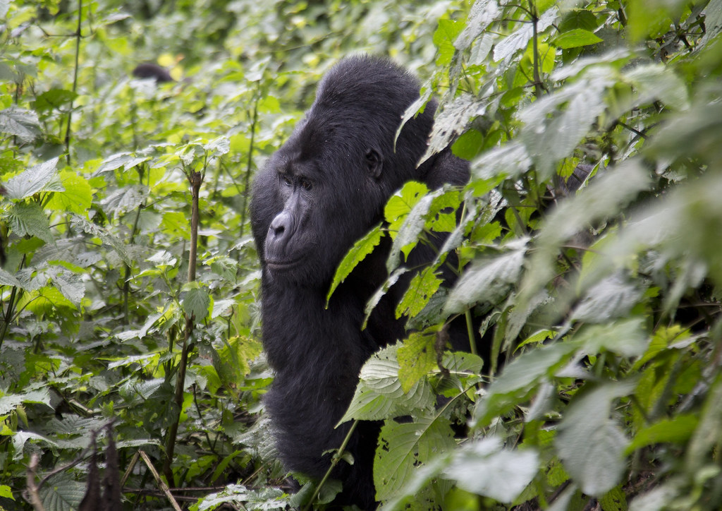 Silverback Gorilla Size Compared To Human 3