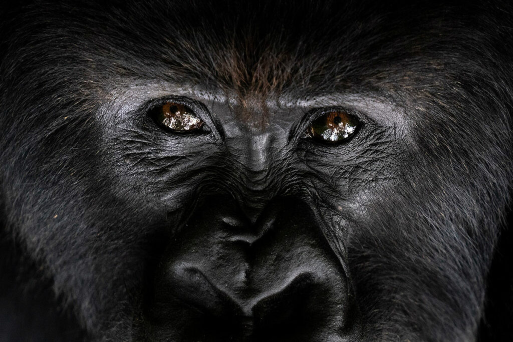 Why You Actually Need 4 Days for a 1-Day Gorilla Trek in Mgahinga 1 Why You Actually Need 4 Days for a 1-Day Gorilla Trek in Mgahinga
