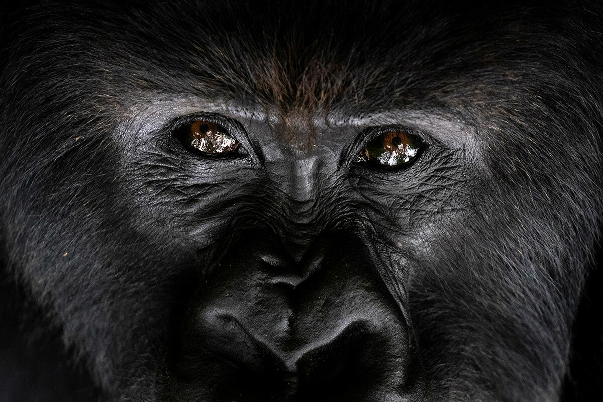 Why You Actually Need 4 Days for a 1-Day Gorilla Trek in Mgahinga