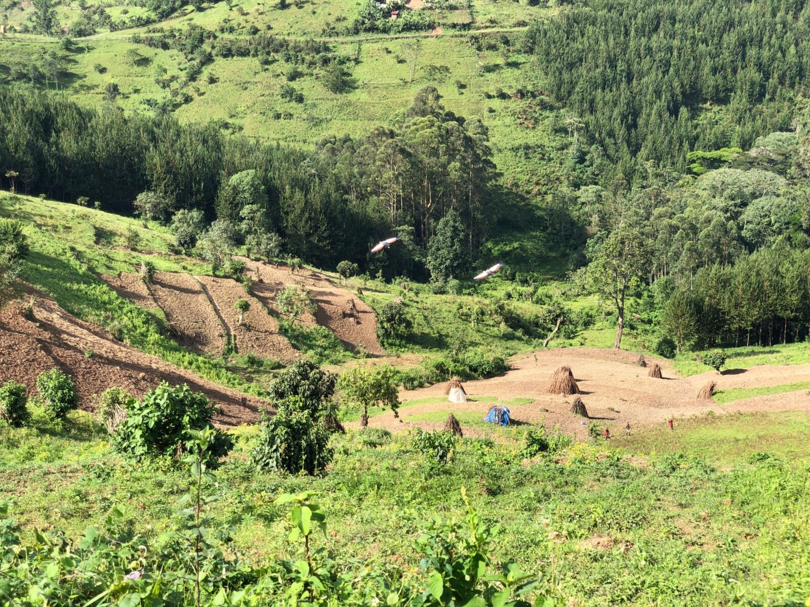 Wildlife in Uganda – Where Nature Still Roars, Hums, and Soars Free