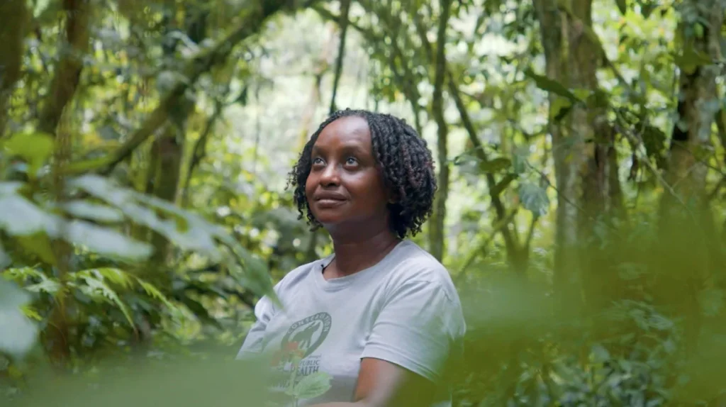 conservationist protecting mountain gorillas