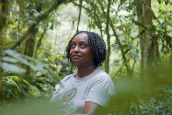 conservationist protecting mountain gorillas