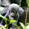 2020 Gorilla Baby‑Boom